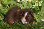 us-teddy guinea pig in the meadow
