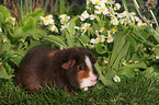 us-teddy guinea pig in the meadow