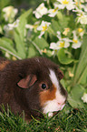 us-teddy guinea pig in garden