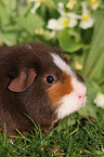 us-teddy guinea pig in garden