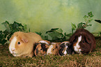 US-Teddy guinea pig family