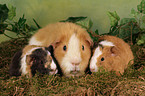 US-Teddy guinea pig family