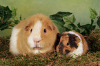 mother with young guinea pig