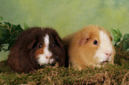US Teddy guinea pigs