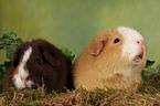 US Teddy guinea pigs