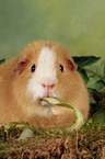 eating US Teddy guinea pig