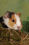 young guinea pig