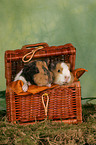 young guinea pigs in basket