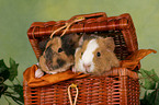 young guinea pigs in basket