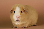 US-Teddy guinea pig