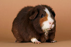 US-Teddy guinea pig