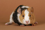 young US-Teddy guinea pig