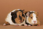 young US-Teddy guinea pigs