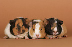 young US-Teddy guinea pigs