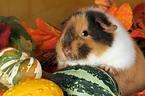 US-Teddy guinea pig in autumn leaves