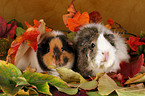 guinea pigs in autumn leaves