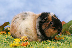 guinea pig
