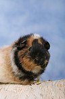 guinea pig