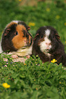 2 US Teddy Guinea Pigs in the meadow