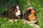 2 US Teddy Guinea Pigs in the meadow