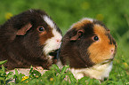 2 cute US Teddy Guinea Pigs in the meadow