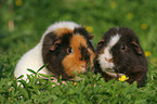 2 US Teddy Guinea Pigs in the meadow