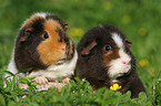 2 cute US Teddy Guinea Pigs in the meadow