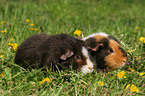 2 US Teddy Guinea Pigs in the meadow