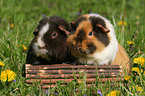2 US Teddy Guinea Pigs in the meadow