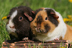 2 US Teddy Guinea Pigs portrait