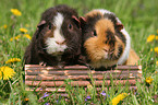 2 US Teddy Guinea Pigs in the meadow