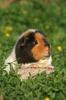 US Teddy guinea pig in the meadow