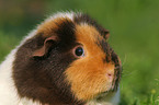 US Teddy guinea pig Portrait