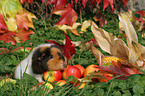 US Teddy guinea pig in the autumn