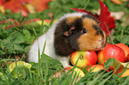 US Teddy guinea pig in the autumn