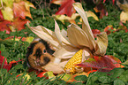 US Teddy guinea pig in the autumn