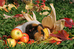 US Teddy guinea pig in the autumn