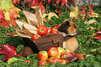 US Teddy guinea pig in the autumn