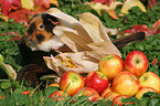 US Teddy guinea pig in the autumn