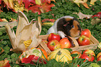 US Teddy guinea pig in the autumn