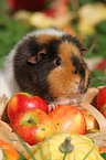 US Teddy guinea pig in the autumn