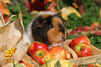 US Teddy guinea pig in the autumn