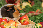 US Teddy guinea pig in the autumn