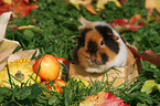 US Teddy guinea pig in the meadow in autumn