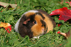 US Teddy guinea pig