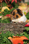 US Teddy guinea pig in the autumn