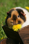 US Teddy guinea pig in the meadow