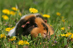 US Teddy guinea pig in flower field