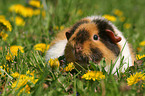 US Teddy guinea pig in flower field