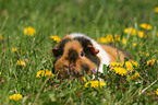 US Teddy guinea pig in flower field